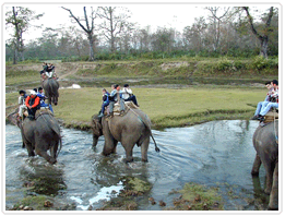Nepal Jungle Safari